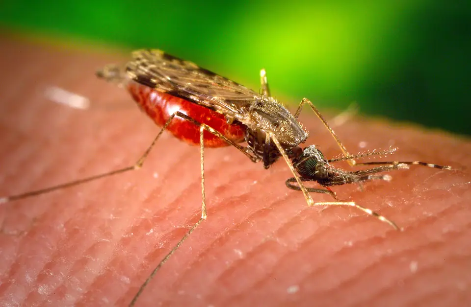 Mosquito hembra alimentándose de sangre humana, con el abdomen rojo