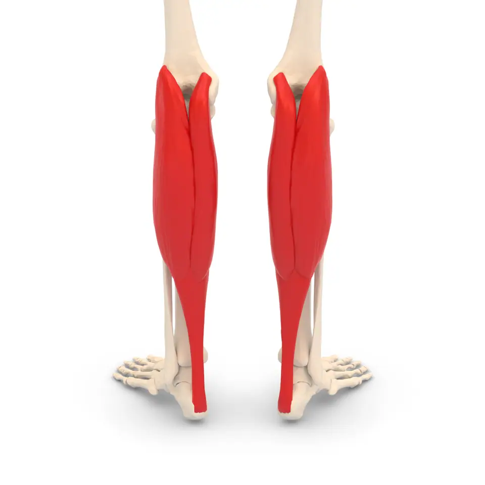 Ilustración en 3D de los músculos de la pantorrilla (gastrocnemio y sóleo) vistos desde atrás, en rojo sobre el esqueleto de las piernas.