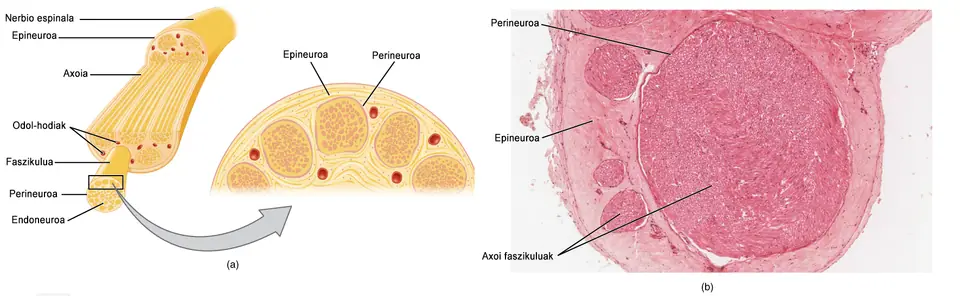 Diagrama y corte histológico de un nervio periférico, mostrando el axón, la vaina de mielina y los fascículos